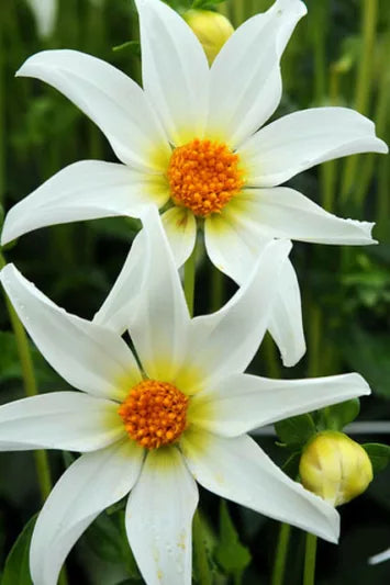 Dahlia Honka White plant with large pure white double blooms and green foliage, ideal for patio pots and summer borders