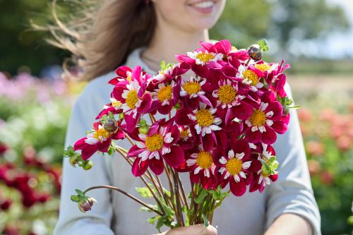 Mary Evelin rose blossom pale pink double flower with glossy green foliage, garden centre display