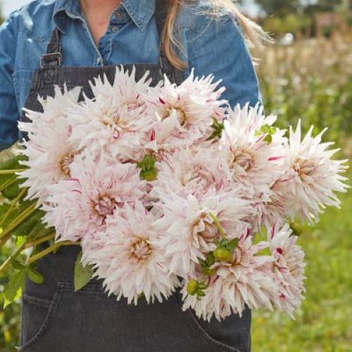 Mick's Peppermint Bouquet of peppermint-hued cut flowers arranged as a hand-tied bouquet