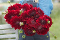 Heuchera National Velvet deep burgundy ruffled foliage plant in nursery pot at Pengelly Garden Centre