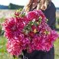 Penhill Dark Monarch perennial with deep burgundy foliage and clusters of small pink tubular flowers