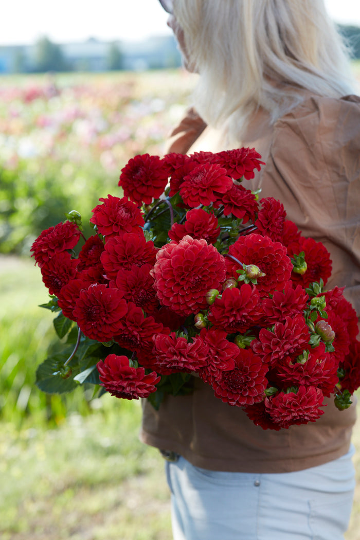 close-up of red cup-shaped flowers on glossy green foliage, garden perennial plant
