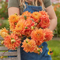 Salmonette dahlia with layered salmon-pink petals and yellow centre, close-up garden bloom