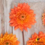 Dahlia Salmonette double salmon-pink blooms with green foliage, garden dahlia flower close-up
