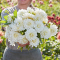 Zantedeschia White Swan white calla lily with trumpet-shaped bloom and glossy green leaves