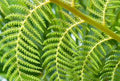 Dicksonia antartica - Tree Fern with small trunk 24cm pot