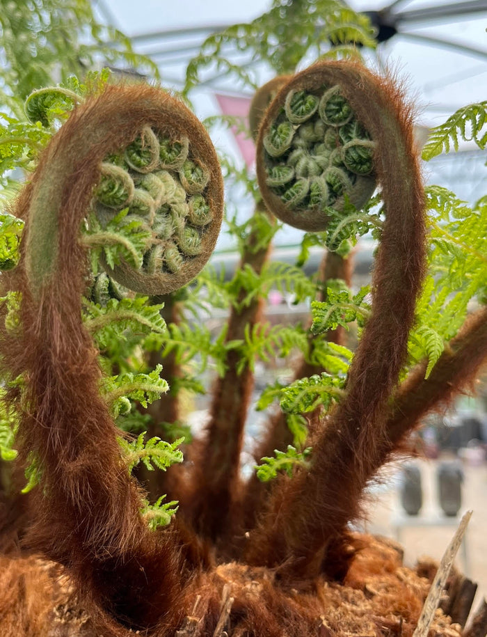 Mature tree fern (Dicksonia antarctica) with lush green fronds in shaded Cornish garden setting