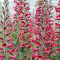 Ripe red raspberries on canes with green leaves on a raspberry plant in a garden, ready to pick