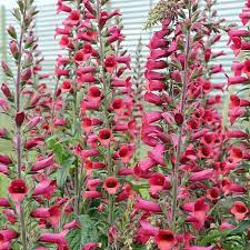 Ripe red raspberries on canes with green leaves on a raspberry plant in a garden, ready to pick