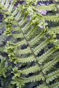 Close-up of scaly bark texture on shrub stem, brown flaky plates on garden plant for landscaping and planting ideas
