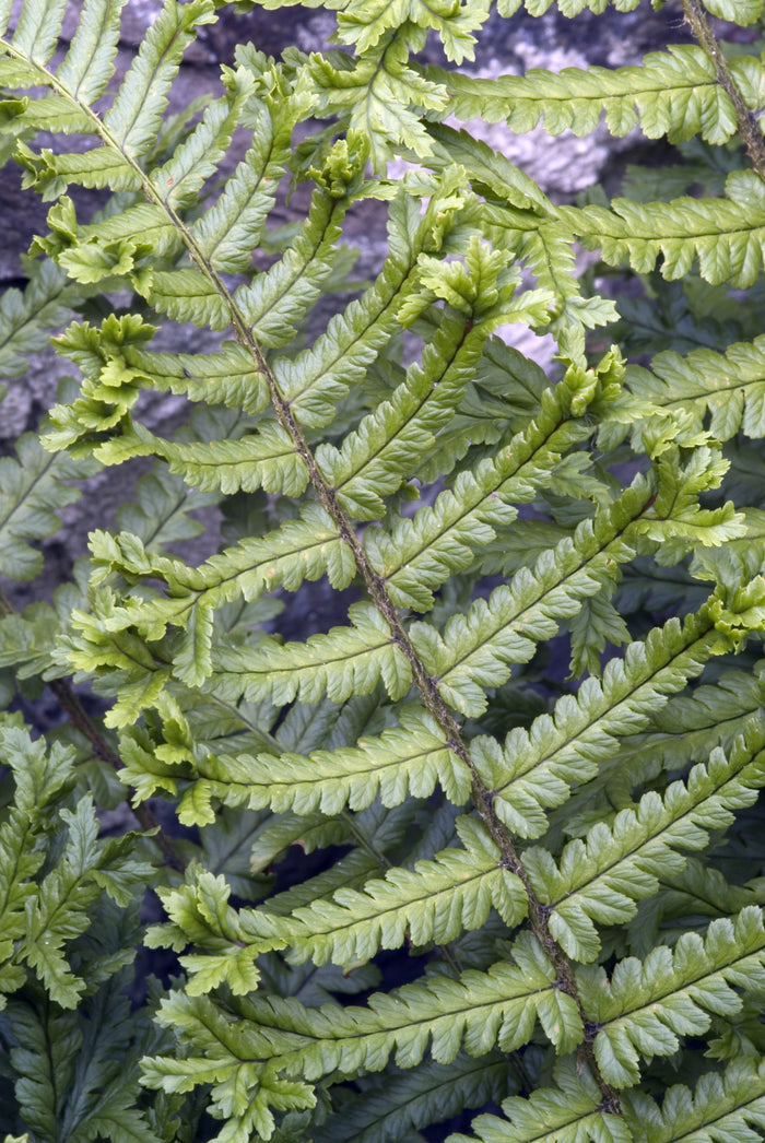 Close-up of scaly bark texture on shrub stem, brown flaky plates on garden plant for landscaping and planting ideas