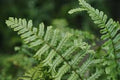 Dryopteris affinis scaly male fern with evergreen golden-scaled arching fronds in shaded border