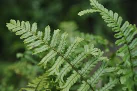 Dryopteris affinis scaly male fern with evergreen golden-scaled arching fronds in shaded border