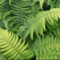 Potted Dryopteris cycadina evergreen fern with arching glossy fronds, ideal shade-loving garden perennial
