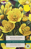 Pengelly Garden Centre winter display with evergreen shrubs, potted winter bedding plants and bare-branched trees