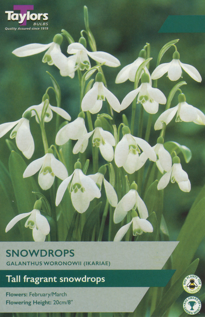 Galanthus woronowii Ikariae snowdrop with large drooping white flowers and green markings among glossy strap-shaped leaves