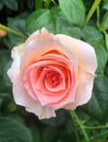 Queen Elizabeth II rose bush with soft pink double blooms and glossy dark green foliage