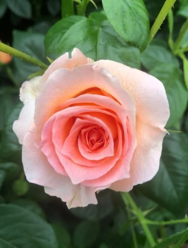Queen Elizabeth II rose bush with soft pink double blooms and glossy dark green foliage