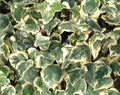 Hedera canariensis Gloire de Marengo evergreen Canary Island ivy with large glossy green leaves on trailing climbing stems
