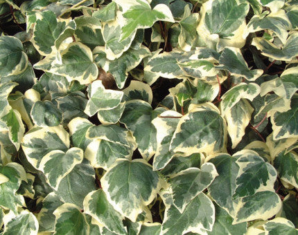 Hedera canariensis Gloire de Marengo evergreen Canary Island ivy with large glossy green leaves on trailing climbing stems