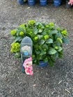 metal garden shelving holding seed trays and labelled pots with young vegetable and herb seedlings