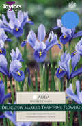 Alida perennial with pale pink cup-shaped flowers and glossy green leaves in a nursery pot