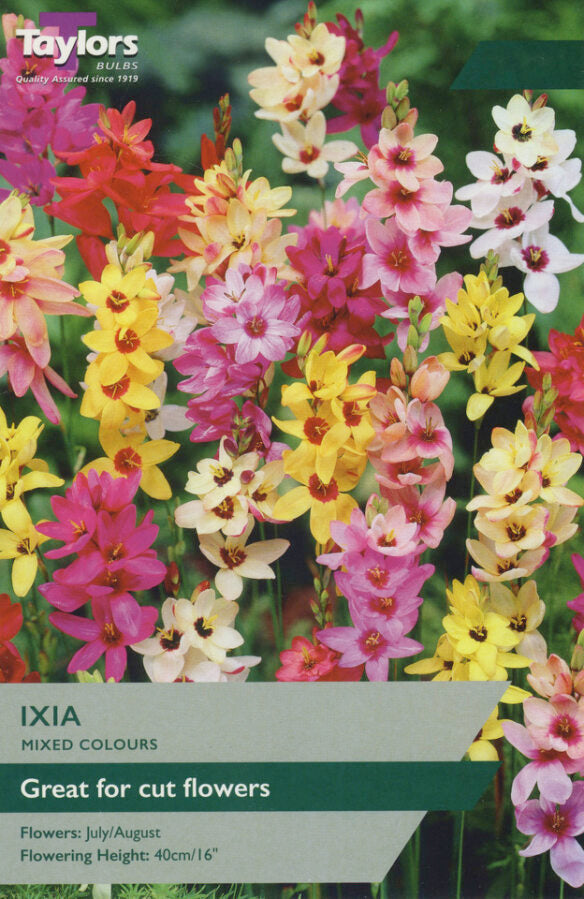 Ixia (African corn lily) flowering bulb with star-shaped blooms on slender upright stems in garden