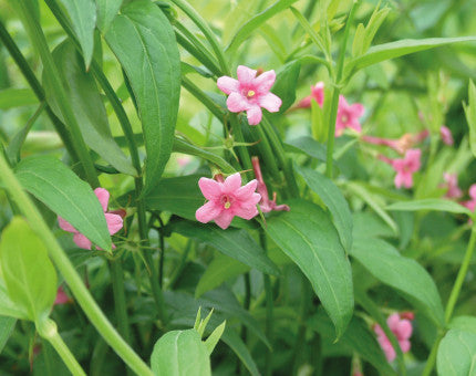 Jasminum beesianum climbing jasmine with glossy green leaves and clusters of small white tubular flowers