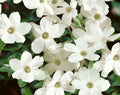 Jasminum officinale Clotted Cream (Devon Cream) climbing jasmine with creamy white scented flowers and glossy green leaves