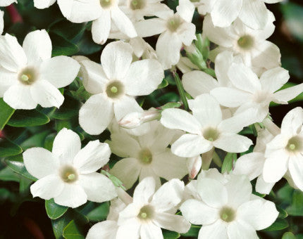 Jasminum officinale Clotted Cream (Devon Cream) climbing jasmine with creamy white scented flowers and glossy green leaves