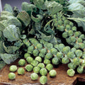 Brussels sprout Maximus plants with firm green sprouts on upright stems, ready for planting in vegetable gardens