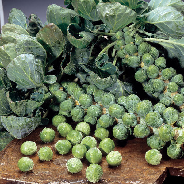 Brussels sprout Maximus plants with firm green sprouts on upright stems, ready for planting in vegetable gardens