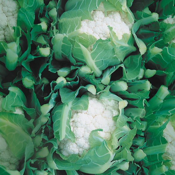 Cauliflower Cendis vegetable plant with compact white curd and dark green outer leaves, ready to harvest
