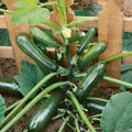 Black Forest courgette plant with dark green elongated fruits and large lobed leaves