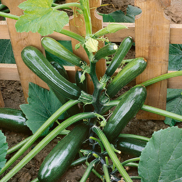 Black Forest courgette plant with dark green elongated fruits and large lobed leaves