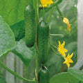 Passandra cucumber plants with dark green cucumbers hanging from trellis and healthy serrated leaves