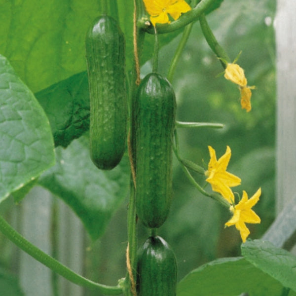 Passandra cucumber plants with dark green cucumbers hanging from trellis and healthy serrated leaves