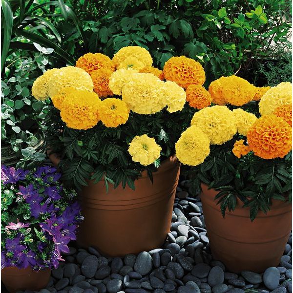 Tagetes patula Inca marigold with vibrant orange double blooms in a nursery tray