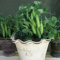 Half Pint dwarf pea plants in a small nursery pot ready for planting, edible pea variety for container gardens