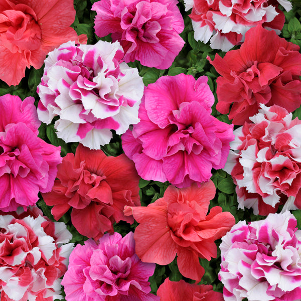 Trailing pink and purple petunia bedding plants in full bloom, ideal for hanging baskets and containers