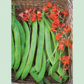 Runner bean Lady Di climbing on trellis with long green pods and red flowers