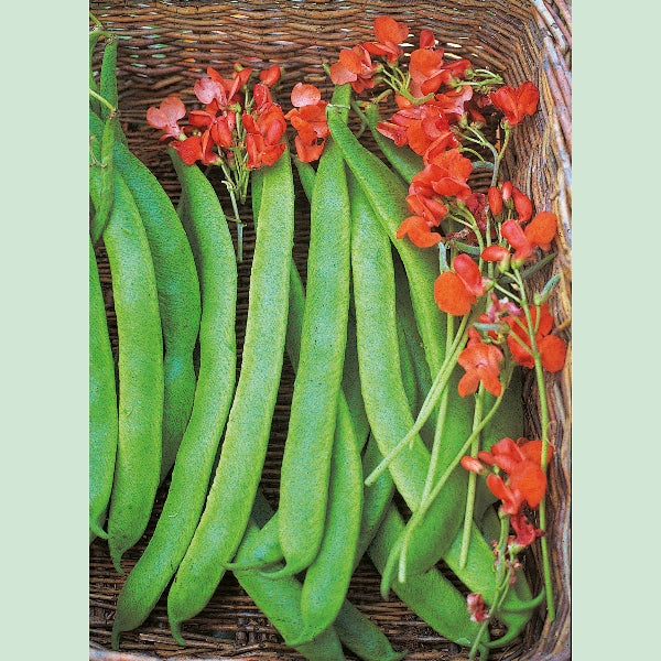 Runner bean Lady Di climbing on trellis with long green pods and red flowers