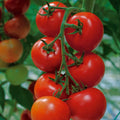 Shirley tomato plant with clusters of ripe red tomatoes on the vine, ready to harvest