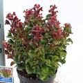 Pengelly Garden Centre outdoor display of mixed potted plants on wooden benches with price tags
