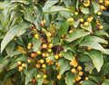 Malus Cinderella 11.5L compact apple tree with glossy leaves and small red fruit at Pengelly Garden Centre Cornwall