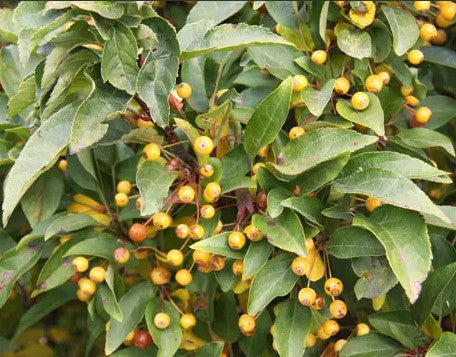 Malus Cinderella 11.5L compact apple tree with glossy leaves and small red fruit at Pengelly Garden Centre Cornwall