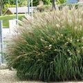 Miscanthus sinensis ornamental grass with feathery plumes in a sunny garden border