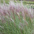 Miscanthus ornamental grass clump with arching green leaves and feathery silvery plumes in a garden setting