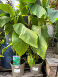 Potted Musa banana plant with large glossy green leaves at Pengelly Garden Centre