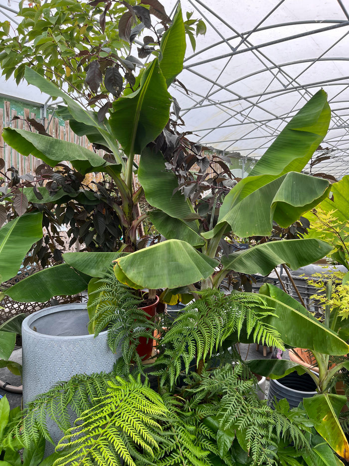 Musa banana plant with large paddle-shaped green leaves in terracotta pot at Pengelly Garden Centre